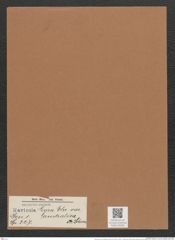 Navicula lyra var. australica A.Schum. (de-Toni-Nr.: Genus 1, Species 327) Zeichnungen Sammlung Grunow Mappe 00281 (Herbarium_W_Grunow_drawings_Folder_00281)